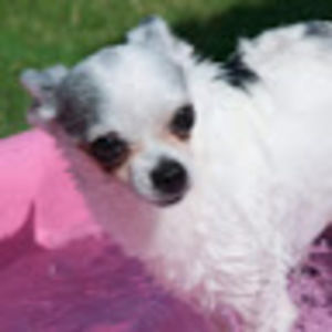 Meet your Posher, Tomoko